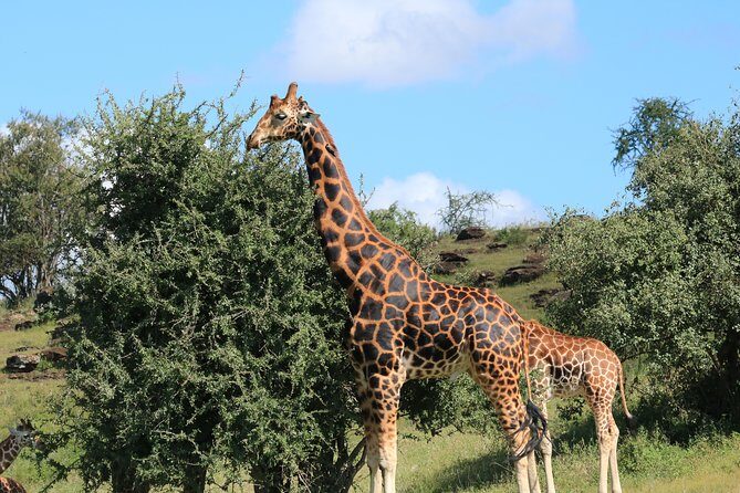 1-Day Safari-Trip to Tarangire National Park - The 4-Hour Game Drive in Tarangire National Park