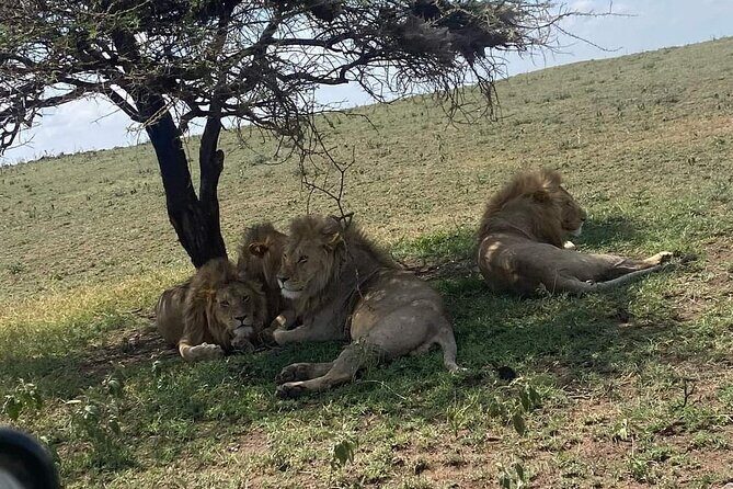 1. Day safaris to Mikumi by Train from dar es salaam - A 13-hour rail-and-safari day from Dar es Salaam