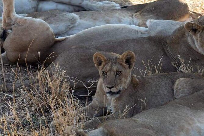 1. Day safaris to Mikumi by Train from dar es salaam - Picnic lunch, bottled water, and staying comfortable