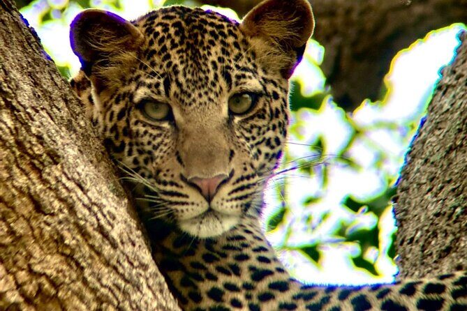 1. Day safaris to Mikumi by Train from dar es salaam - Should you book? My take