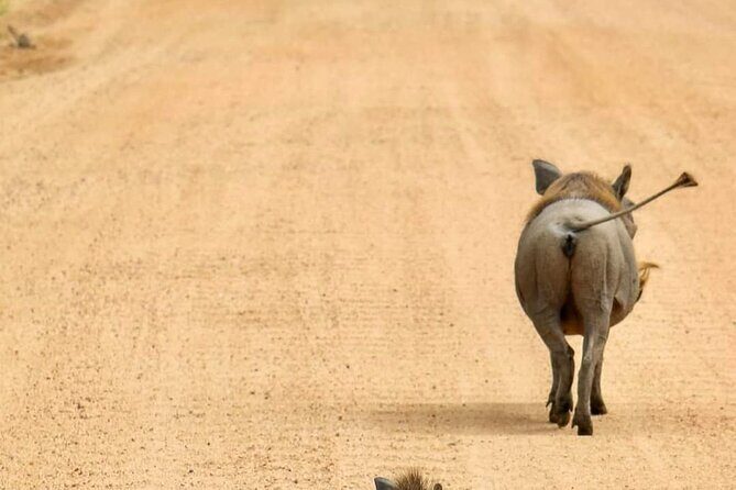 1. Day safaris to Mikumi by Train from dar es salaam - Mikumi National Park: your big-animal checklist in one day