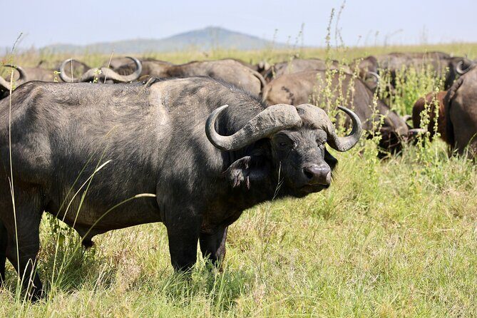 1 Day Tanzania Sharing Budget Group joining Tour to Ngorongoro - The day’s rhythm from Arusha to the crater and back