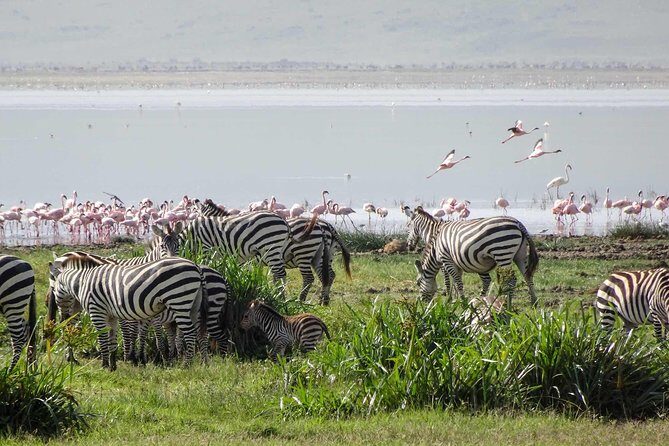 1-Day Tour to Ngorongoro Crater - Small Group Safari (Max 7): Better Chances for a Smooth Day