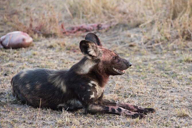 1 days Tanzania Sharing Joining group Safari - Ngorongoro Crater - Key things I’d plan around before you go
