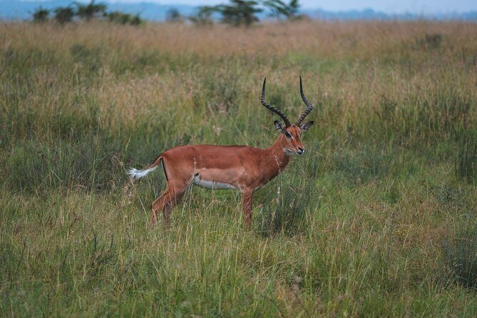 1 days Tanzania Sharing Joining group Safari - Ngorongoro Crater - Ngorongoro Crater: why this one-day Big 5 style day works