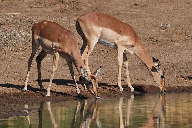 1 days Tanzania Sharing Joining group Safari - Ngorongoro Crater - Group joining safari: what the shared vehicle experience feels like