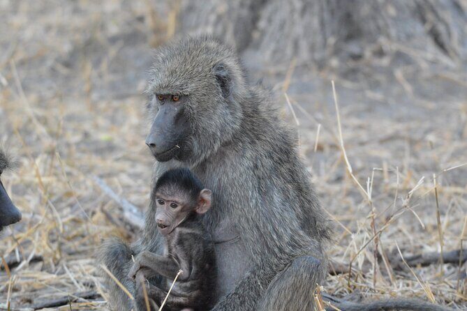 10-Day Amazing Comfort Camping Safari - Day 2: Armed ranger walking safari plus evening game drive near Mount Meru