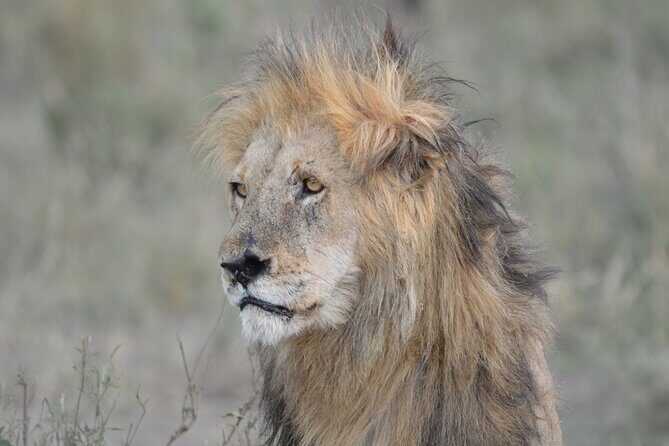 10-Day Amazing Comfort Camping Safari - Day 5: Serengeti transfer via Ngorongoro Conservation Area views and Seronera camping