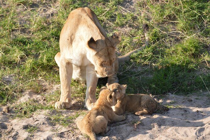 10-Day Amazing Comfort Camping Safari - Day 6: Full-day Serengeti game drives, including river-and-predator moments