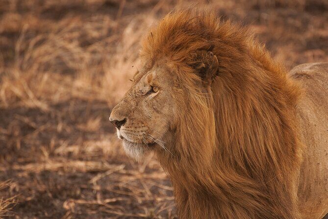 10-Day Predators Tanzania Safari Luxury Package - Ngorongoro Crater and Lake Magadi: 600 meters down, then birds on alkaline water
