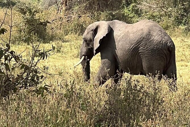 10 Day Serengeti, Ngorongoro Crater and Zanzibar Private Tour - Key Highlights You’ll Actually Feel