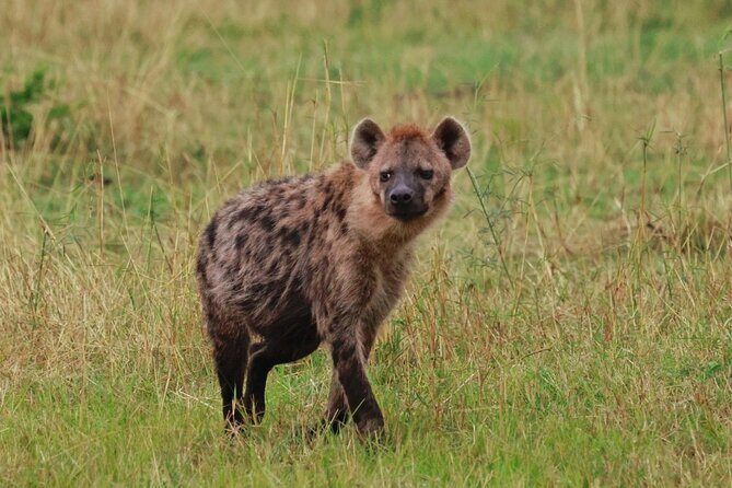 10 Day Serengeti, Ngorongoro Crater and Zanzibar Private Tour - Serengeti National Park: Seronera Lion Country and Big-5 Odds