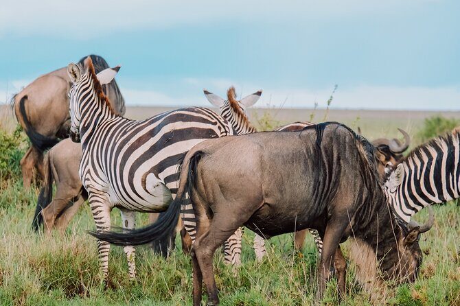 10-Day Serengeti Wildebeest Migration Safari from Arusha - Why the Northern-to-Central Serengeti route makes sense