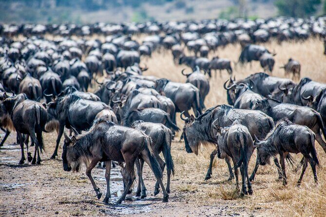 10-Day Serengeti Wildebeest Migration Safari from Arusha - Day-by-day: what you can expect from each part of the trip