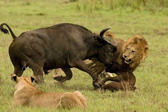 10 days family safari Tanzania - Big Five Odds and Family Comfort: The Safari Style Here