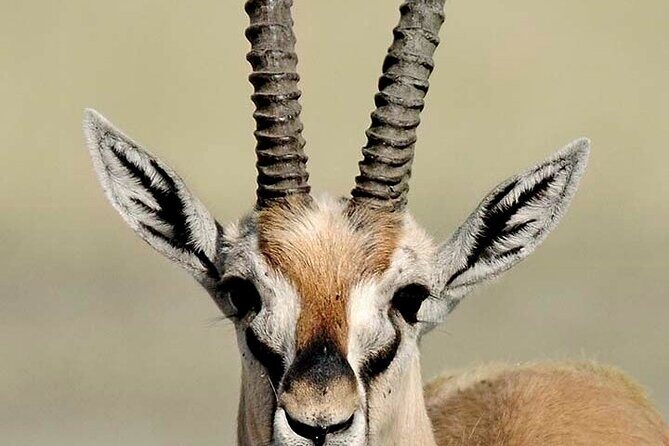 10 days family safari Tanzania - Lake Manyara on Day 2: Quick Start, Big Scenery, Tree-Climbing Lion Chance