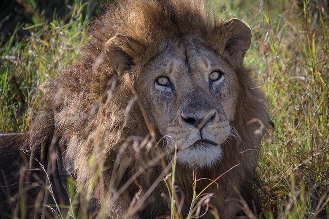 10 Days Mikumi Ruaha Selous Experience - Mikumi, Ruaha, and Selous: the southern circuit that makes sense