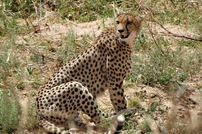 10 days Safari to Nyerere NP, Ruaha NP, Udzungwa NP and Mikumi NP + Isimila Site - What this trip feels like on the ground