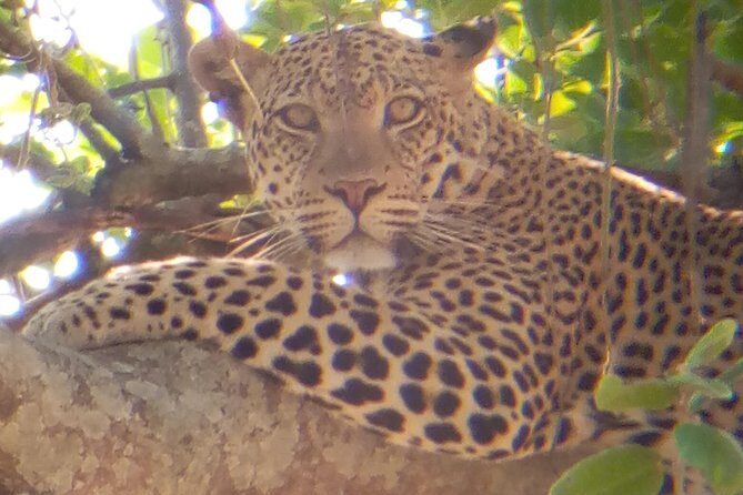 10 days Safari to Nyerere NP, Ruaha NP, Udzungwa NP and Mikumi NP + Isimila Site - Ruaha National Park: Great Ruaha River drama, kopjes, and baobabs