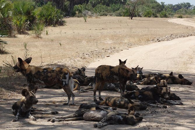 10 days Safari to Nyerere NP, Ruaha NP, Udzungwa NP and Mikumi NP + Isimila Site - Isimila to Udzungwa: tools, fossils, and a 170m waterfall climb