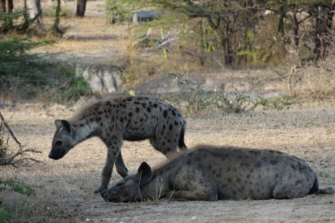 10 days Safari to Nyerere NP, Ruaha NP, Udzungwa NP and Mikumi NP + Isimila Site - Mikumi National Park: Mkata Floodplain, open horizons, and bird-rich drives