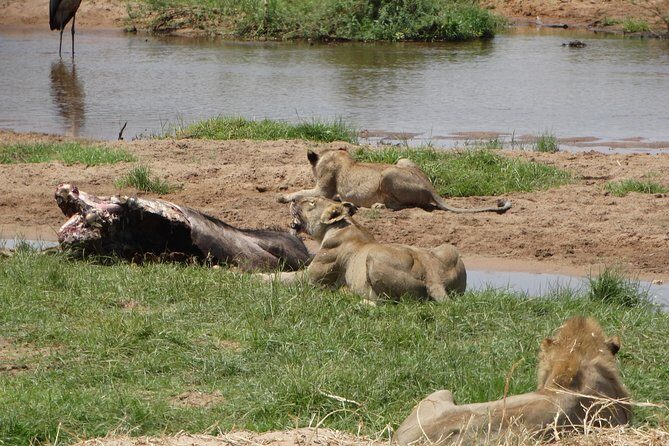 10 days Safari to Nyerere NP, Ruaha NP, Udzungwa NP and Mikumi NP + Isimila Site - Selous/Nyerere area: Great Rufiji boat safari and full-day 4WD drives