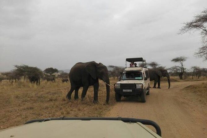 12 Days Amazing Tanzania Wildlife and Cultural Experience - Arusha start: getting your bearings in town