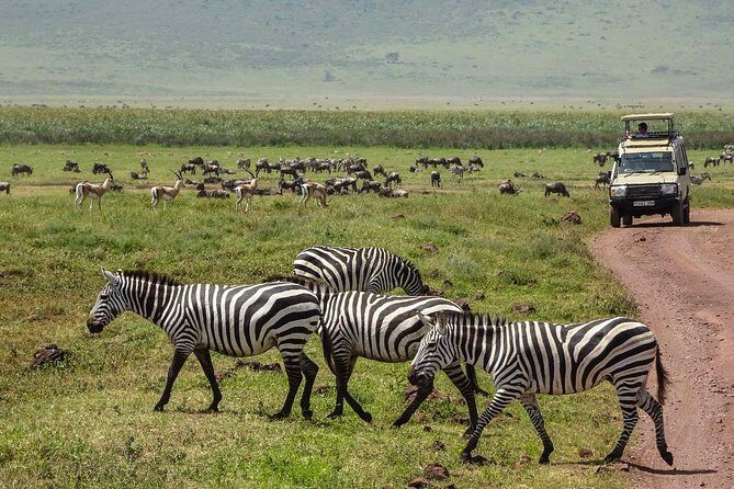 12 Days Amazing Tanzania Wildlife and Cultural Experience - Ngorongoro Crater: big sightings from one floor