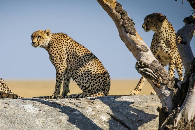 12 Days Amazing Tanzania Wildlife and Cultural Experience - Tarangire National Park: elephants show up early