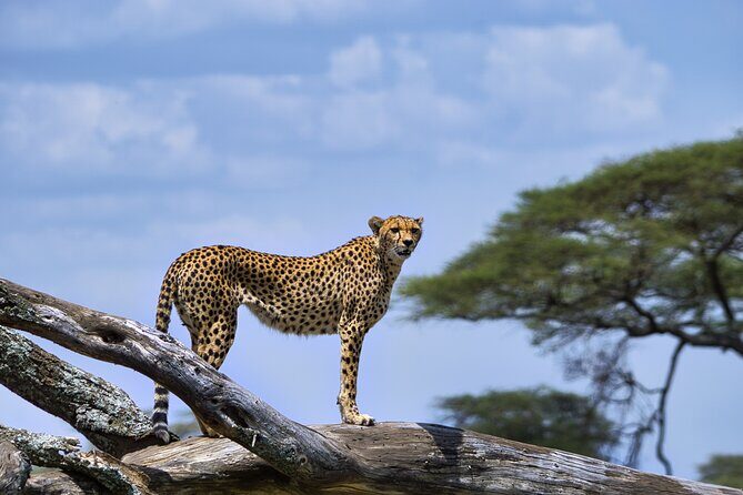 12 days Luxury Tanzania Honeymoon Safari and Zanzibar - Stone Town night: fly to Zanzibar, then reset with history and views