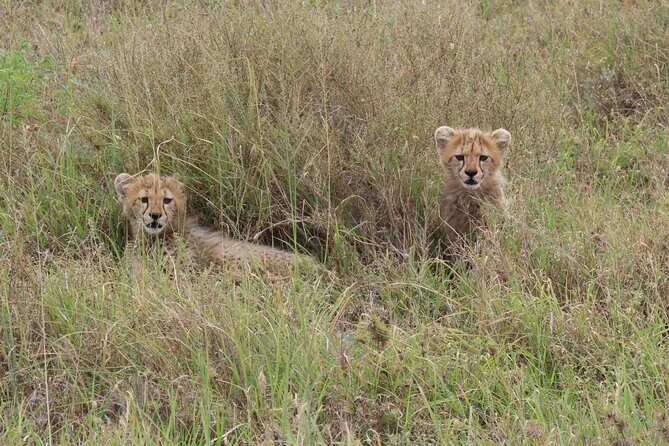 12 Days Safari Tour around Mt Kilimanjaro off the beaten - Enduimet Wildlife Management Area: Kilimanjaro views plus a ranger-led walk