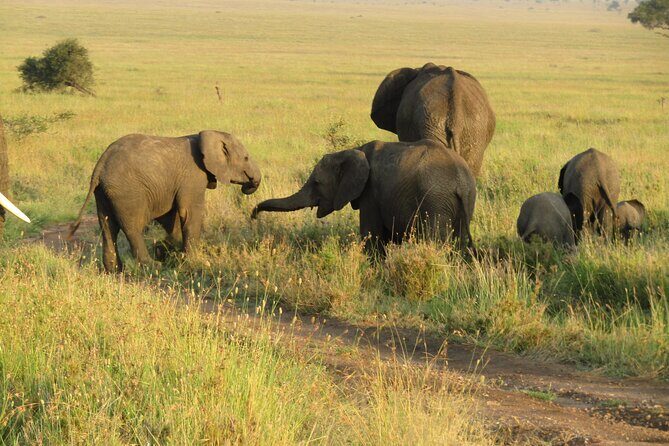 12 Days Safari Tour around Mt Kilimanjaro off the beaten - Mkomazi National Park: African wild dogs, black rhinos, and lots of birds