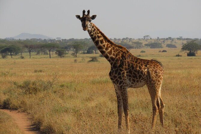 12 Days Safari Tour around Mt Kilimanjaro off the beaten - Lake Manyara National Park: fairytale forest vibes and primate energy