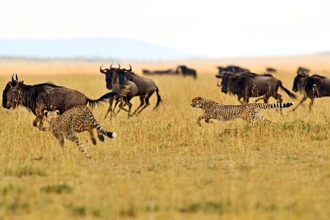 2 Day Budget Safari in Tarangire and Ngorongoro From Arusha - Two Days in Tarangire and Ngorongoro: What the “Budget” Label Really Means