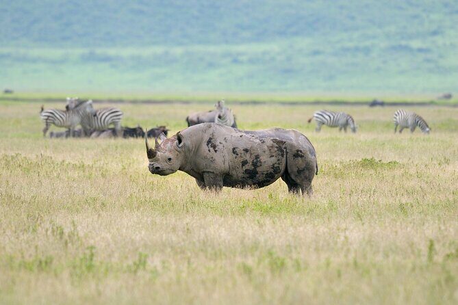2 Day Budget Safari in Tarangire and Ngorongoro From Arusha - Guides and Organization: When Communication Matters
