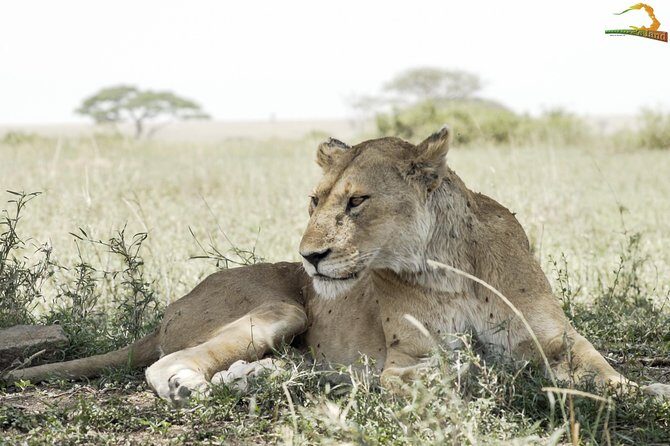 2 Day Serengeti Safari Experience from Mwanza - Day Two: Another Safari Day and the Return Game Drive En Route