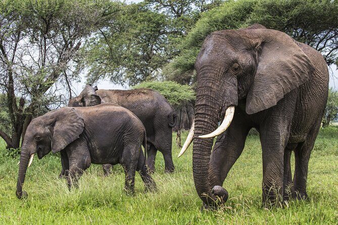 2-Day Sublime Safari to Tarangire and Ngorongoro Safari - Open-Roof 4x4 and the Human Touch: Why Amani’s Driving Matters