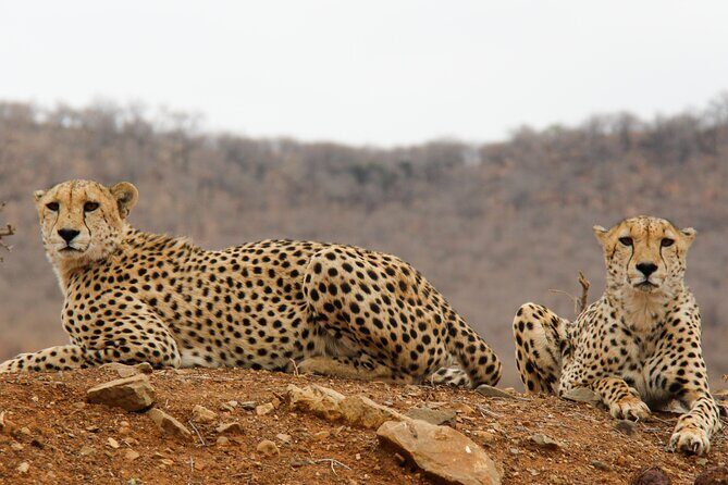 2-Day Sublime Safari to Tarangire and Ngorongoro Safari - Price and Value at $540: What You Pay For (and What You Still Need)