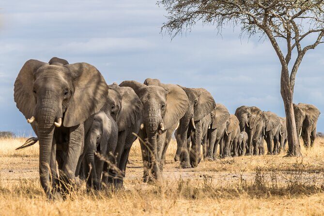 2-Day Sublime Safari to Tarangire and Ngorongoro Safari - Timing, Energy, and the One Detail You Should Confirm