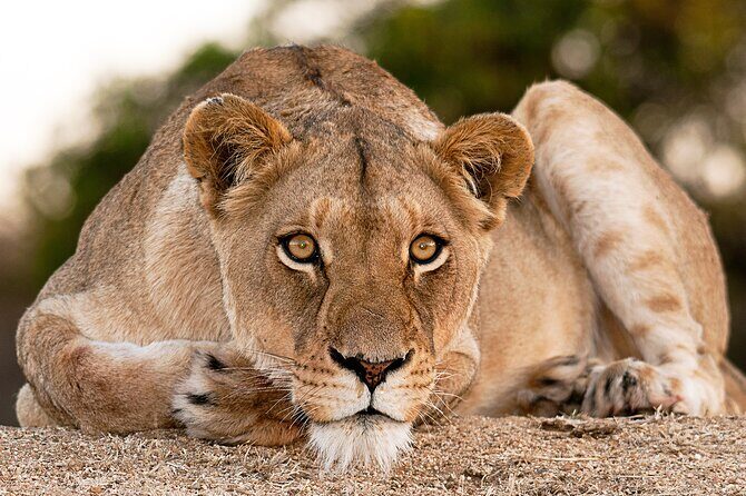 2-Day Sublime Safari to Tarangire and Ngorongoro Safari - Who This Safari Fits Best (and Who Might Want More Time)