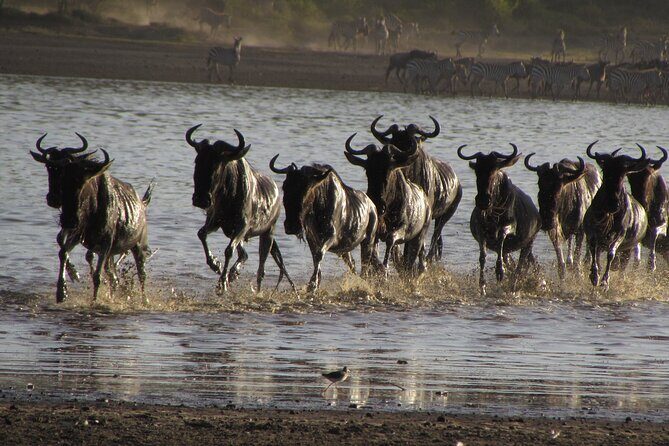2-Day Sublime Safari to Tarangire and Ngorongoro Safari - Should You Book This 2-Day Tarangire and Ngorongoro Safari?