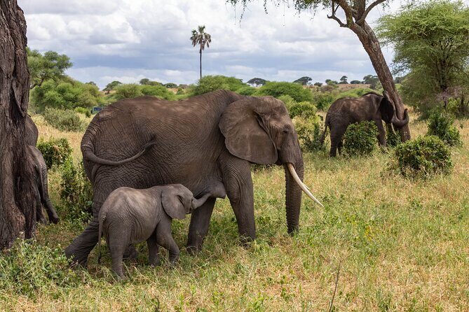2 Day Tanzania Safari in Tarangire and Ngorongoro Crater - Key reasons this 2-day safari works so well