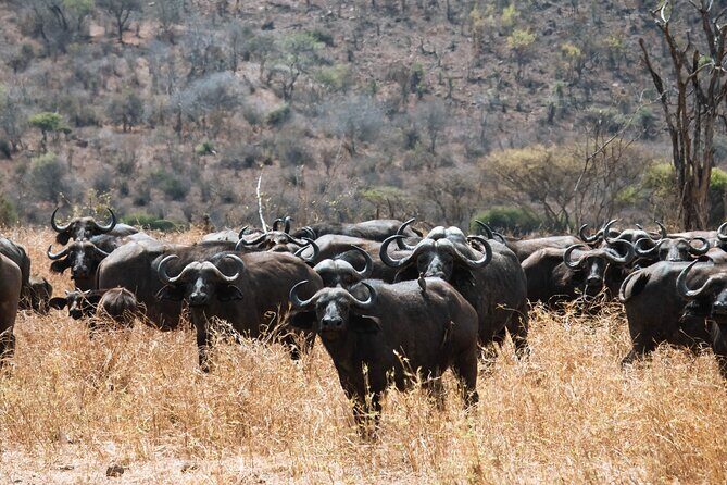 2 Day Tanzania Safari in Tarangire and Ngorongoro Crater - Getting from JRO to the parks: transfers, vehicle, and the small details