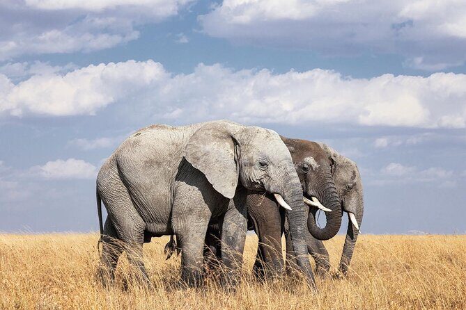 2 Day Tanzania Tour - Day 1 Flow: From Arusha to Tarangire with an early start that pays off