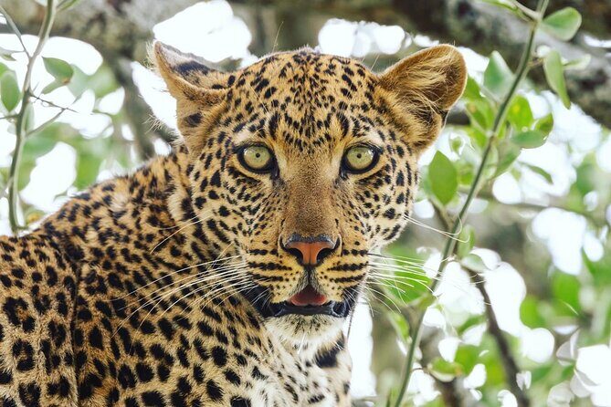 2 Day Tanzania Tour - Ngorongoro Conservation Area: The crater descent and why it changes everything