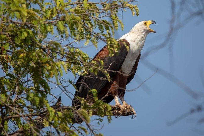 2 Day Wildlife Experience and Masai Culture Mikumi Park - Key highlights to know before you go