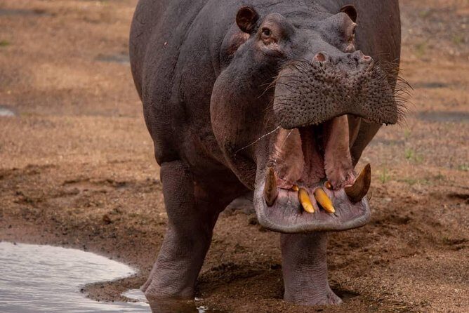 2 Day Wildlife Experience and Masai Culture Mikumi Park - My take: who should book this safari