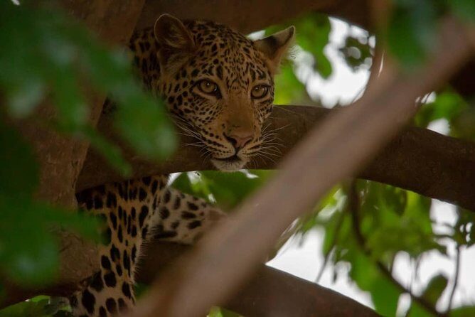 2 Day Wildlife Experience and Masai Culture Mikumi Park - Check-in, rest, and meals: how the day stays bearable
