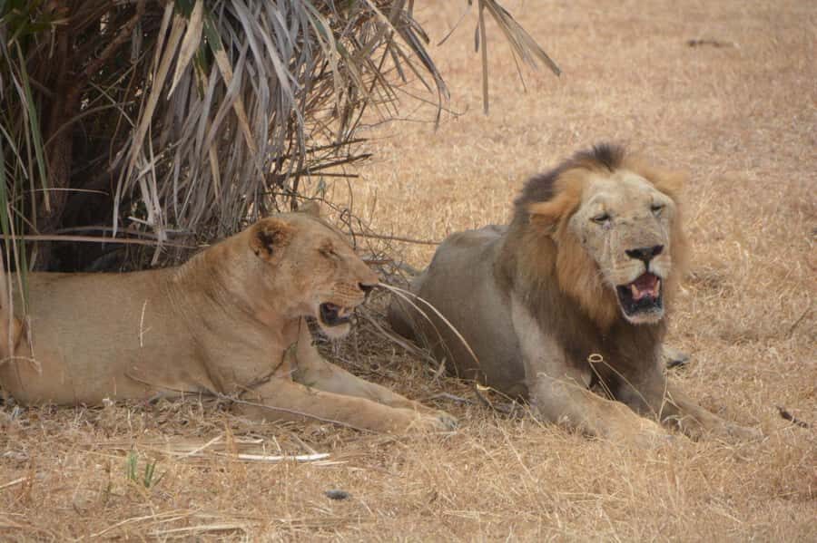 2 Day Zanzibar to Nyerere NP (Selous GR) By Flight - Key highlights worth paying attention to