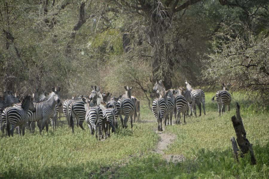 2 Day Zanzibar to Nyerere NP (Selous GR) By Flight - Comfort, private transport, and how it affects wildlife viewing